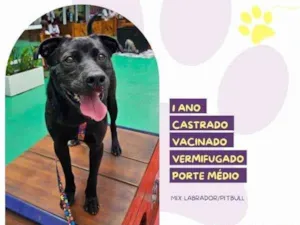 Cachorro raça SRD-ViraLata idade 1 ano nome Leo