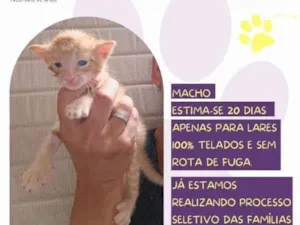 Gato raça SRD-ViraLata idade 2 a 6 meses nome Tom