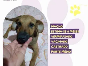 Cachorro raça SRD-ViraLata idade 1 ano nome Gustavo