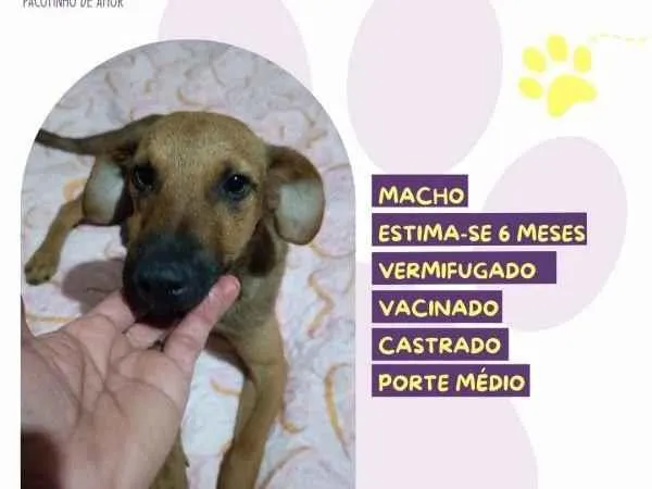 Cachorro ra a SRD-ViraLata idade 1 ano nome Gustavo