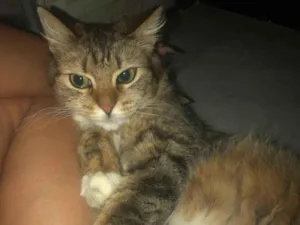 Gato raça SRD-ViraLata idade 1 ano nome Kiara 