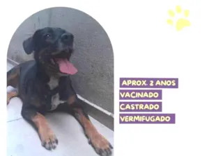 Cachorro raça SRD-ViraLata idade 1 ano nome Gigante Emilio