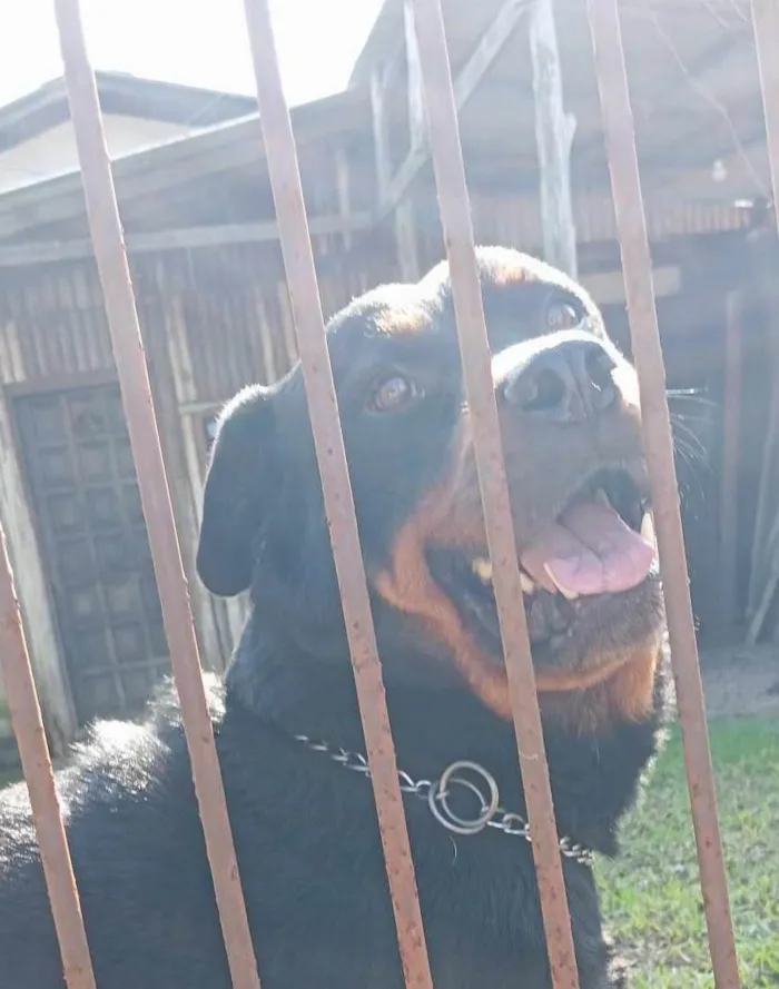 Cachorro ra a Rottweiler idade 5 anos nome BRUTUS