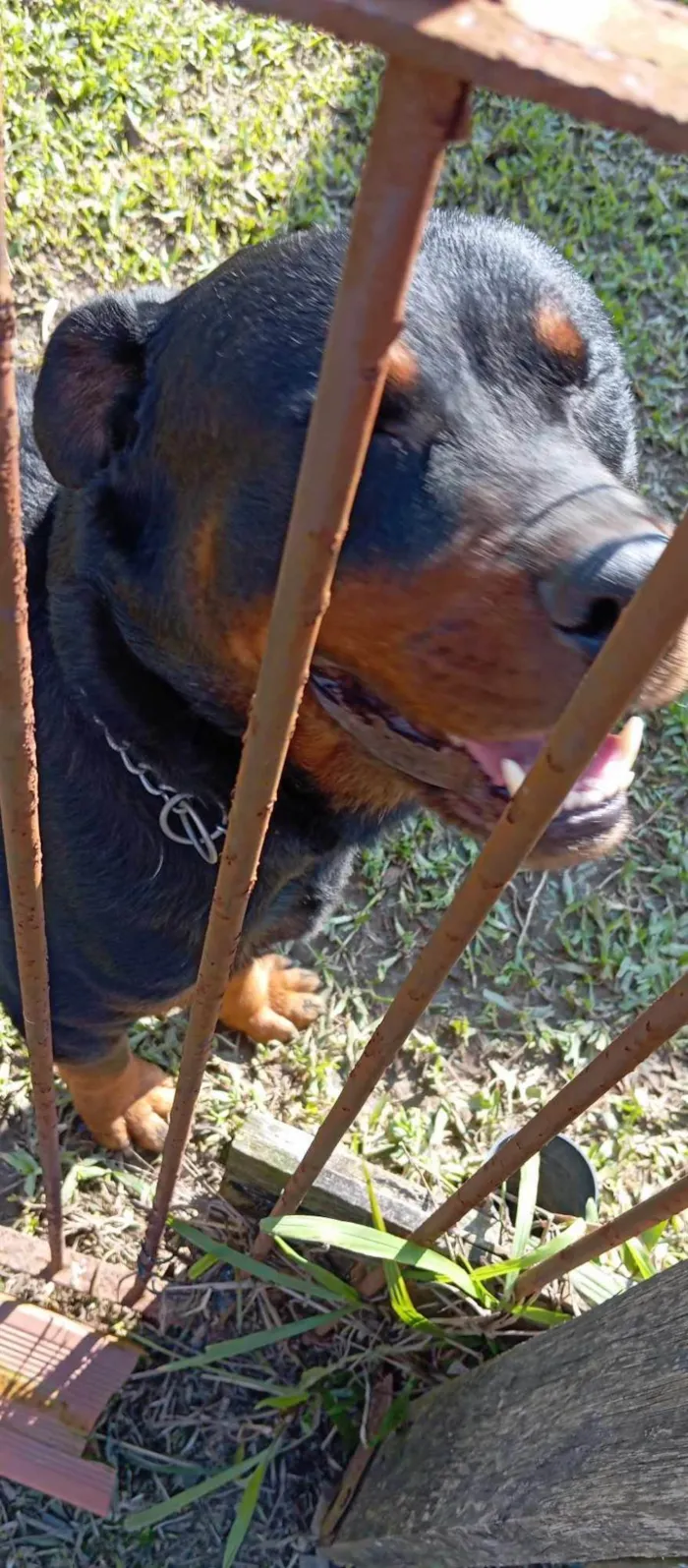 Cachorro ra a Rottweiler idade 5 anos nome BRUTUS