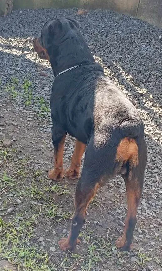 Cachorro ra a Rottweiler idade 5 anos nome BRUTUS