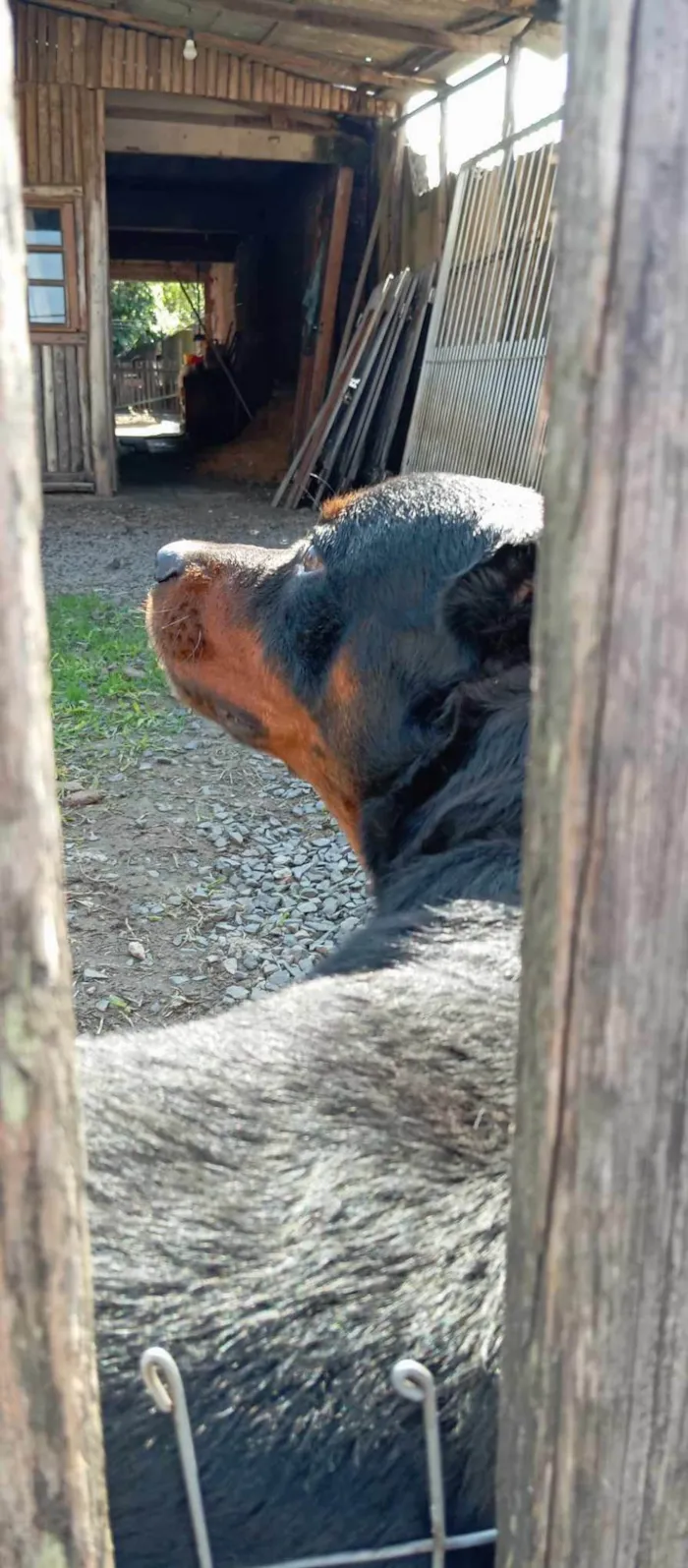 Cachorro ra a Rottweiler idade 5 anos nome BRUTUS