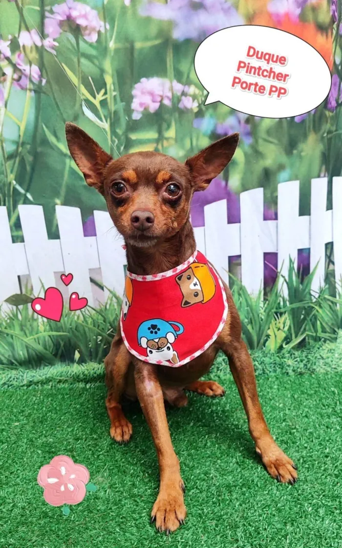 Cachorro ra a Pinscher idade 1 ano nome duque