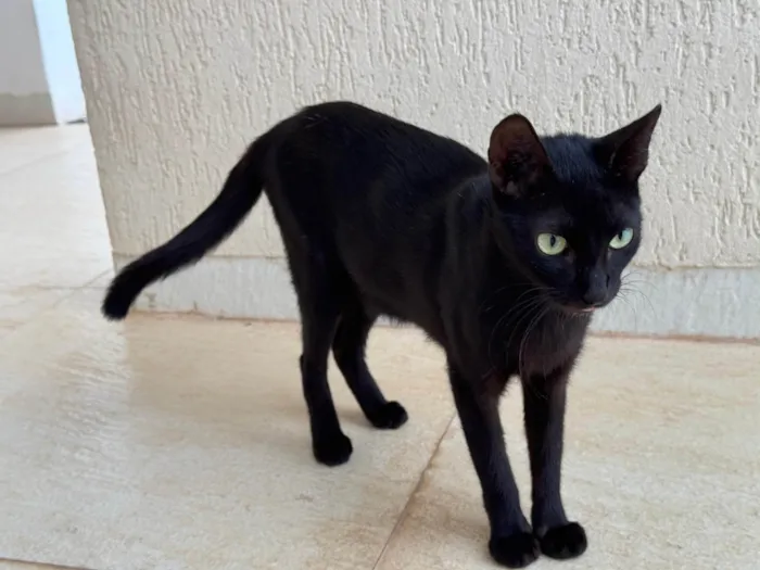 Gato ra a SRD-ViraLata idade 7 a 11 meses nome Mika