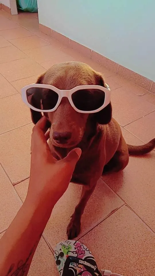 Cachorro ra a SRD-ViraLata idade 4 anos nome Nina