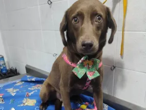 Cachorro raça SRD-ViraLata idade 4 anos nome Nina