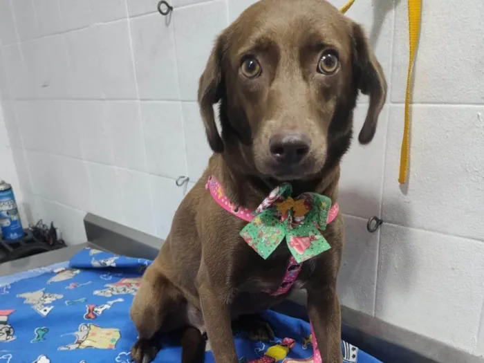 Cachorro ra a SRD-ViraLata idade 4 anos nome Nina