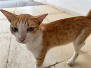 Gato raça SRD-ViraLata idade 1 ano nome Tom