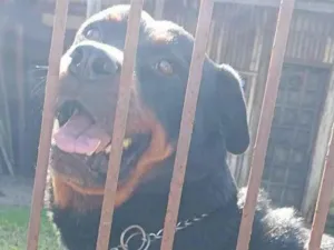 Cachorro raça Rottweiler idade 5 anos nome BRUTUS