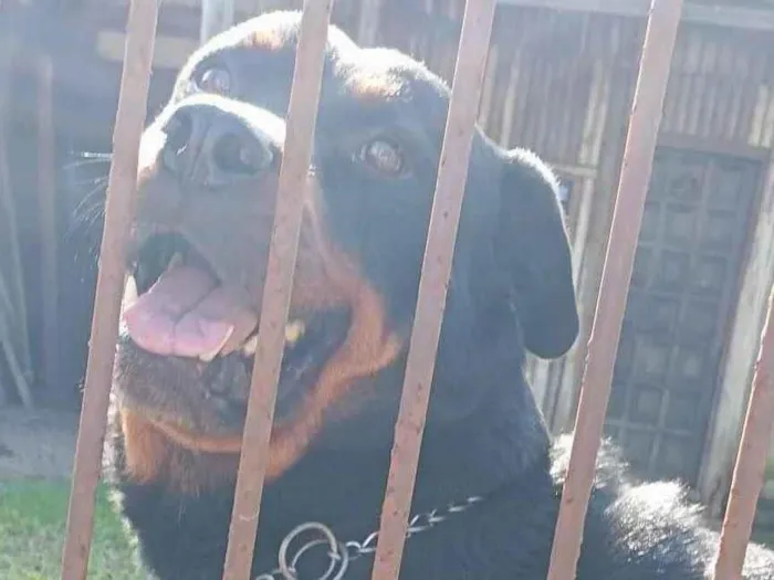 Cachorro ra a Rottweiler idade 5 anos nome BRUTUS