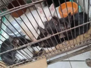 Gato raça SRD-ViraLata idade Abaixo de 2 meses nome Sem nome