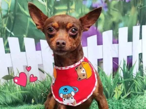 Cachorro raça Pinscher idade 1 ano nome duque