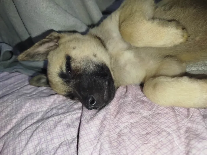 Cachorro ra a SRD-ViraLata idade 2 a 6 meses nome Bolinha 