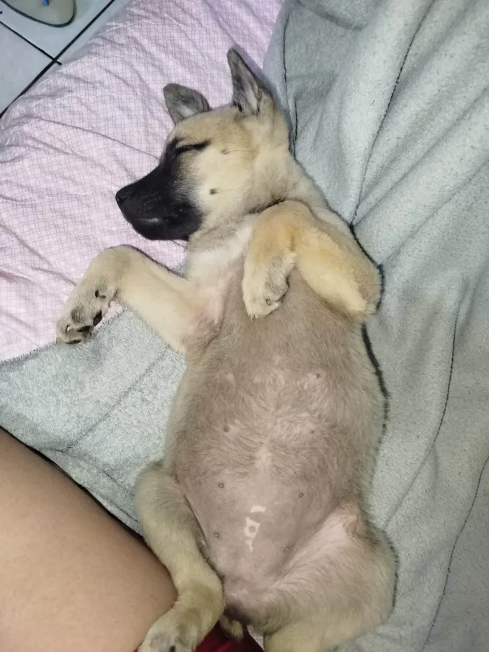 Cachorro ra a SRD-ViraLata idade 2 a 6 meses nome Bolinha 