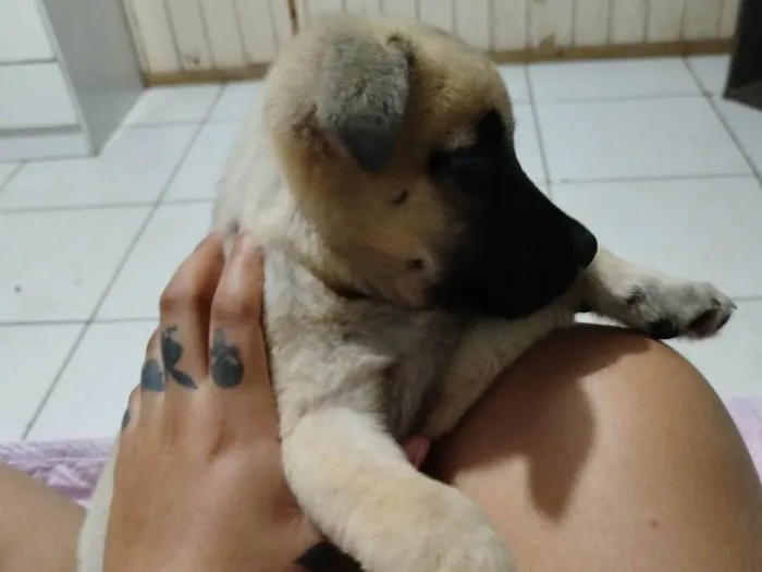 Cachorro ra a SRD-ViraLata idade 2 a 6 meses nome Bolinha 