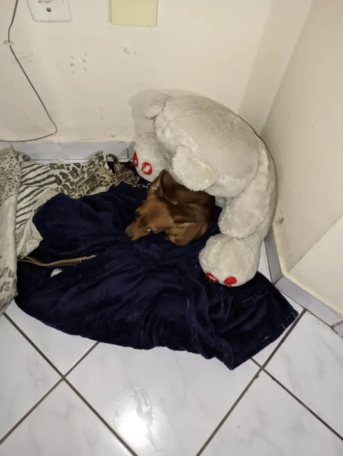 Cachorro ra a Pinscher idade 1 ano nome Todinho