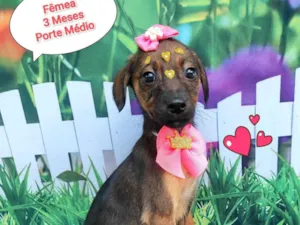 Cachorro raça SRD-ViraLata idade 2 a 6 meses nome minty