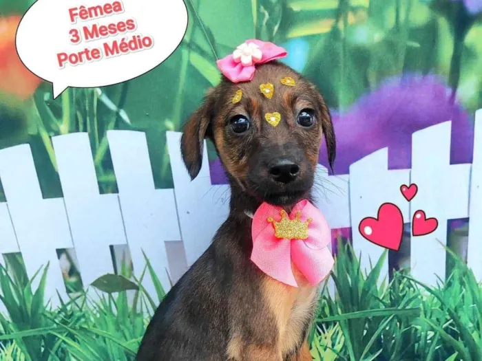 Cachorro ra a SRD-ViraLata idade 2 a 6 meses nome minty