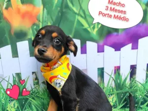 Cachorro raça SRD-ViraLata idade 2 a 6 meses nome dino