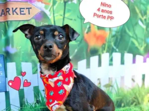 Cachorro raça Pinscher idade 4 anos nome nino