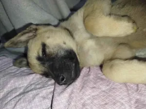 Cachorro raça SRD-ViraLata idade 2 a 6 meses nome Bolinha 