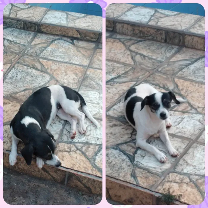 Cachorro ra a SRD-ViraLata idade 1 ano nome Kira e Kiara