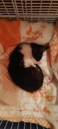 Nescau