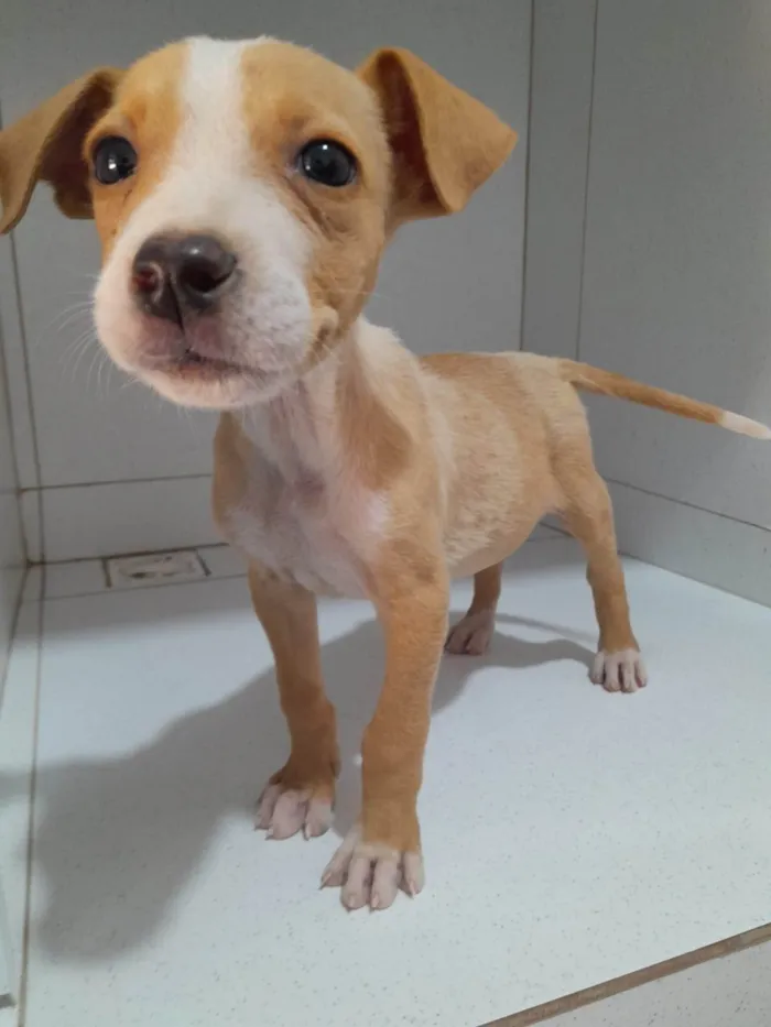 Cachorro ra a SRD-ViraLata idade 2 a 6 meses nome Filhotes 2 meses