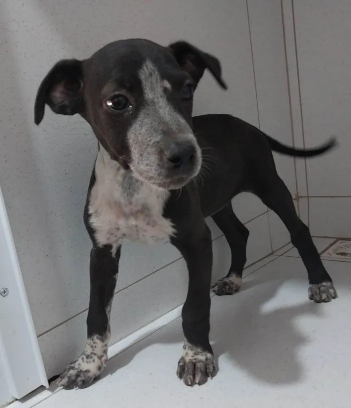 Cachorro ra a SRD-ViraLata idade 2 a 6 meses nome Filhotes 2 meses