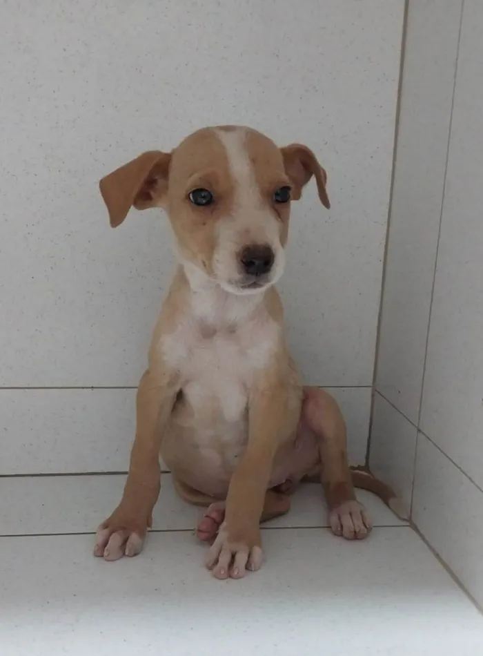 Cachorro ra a SRD-ViraLata idade 2 a 6 meses nome Filhotes 2 meses