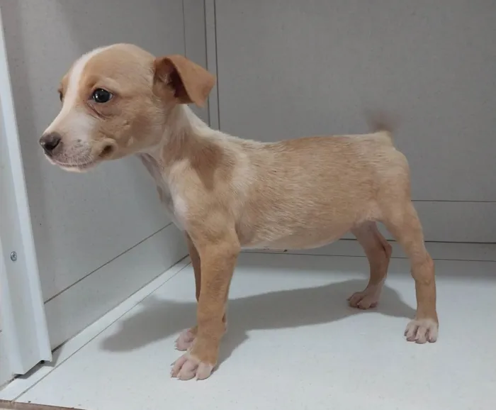 Cachorro ra a SRD-ViraLata idade 2 a 6 meses nome Filhotes 2 meses