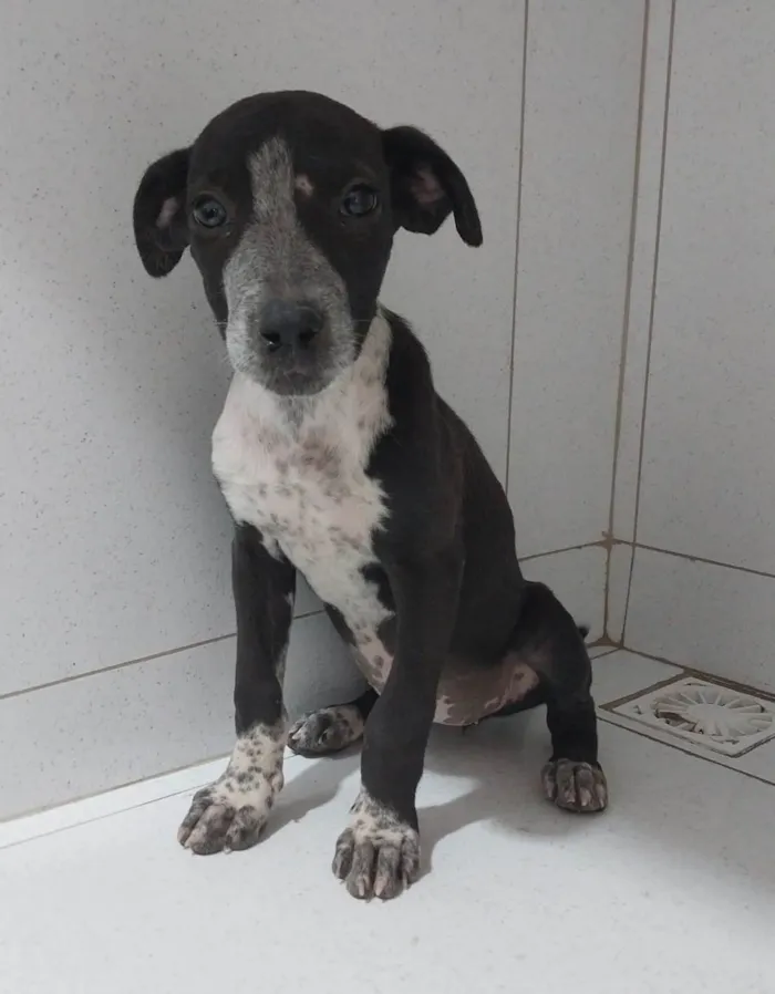 Cachorro ra a SRD-ViraLata idade 2 a 6 meses nome Filhotes 2 meses