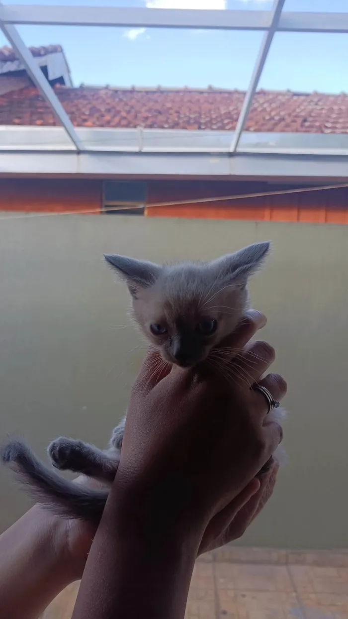 Gato ra a SRD-ViraLata idade Abaixo de 2 meses nome Não tem nomes ainda. 