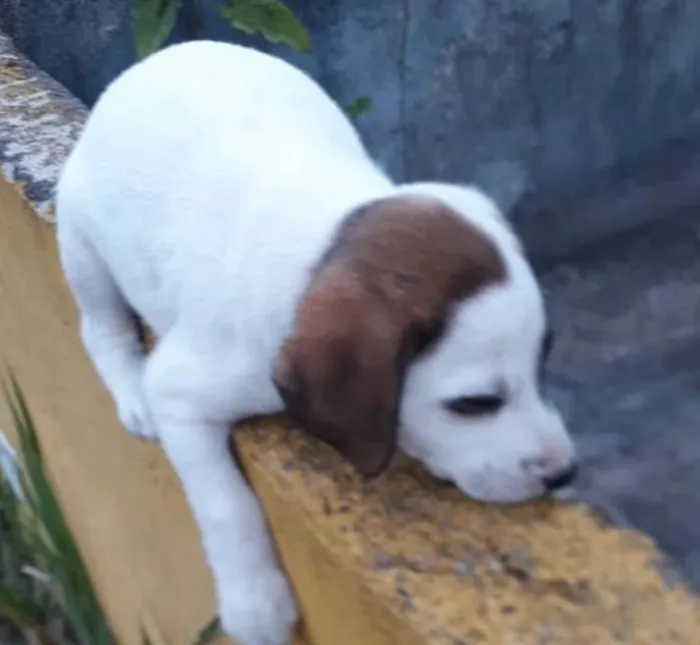 Cachorro ra a SRD-ViraLata idade 2 a 6 meses nome CLARINHA