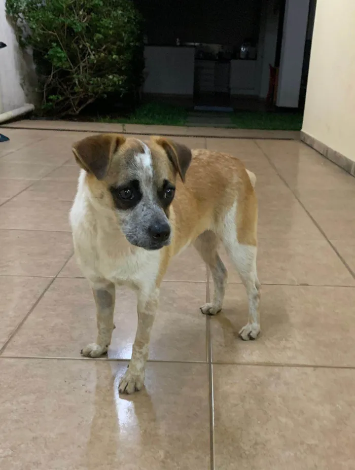 Cachorro ra a SRD-ViraLata idade 7 a 11 meses nome Batata