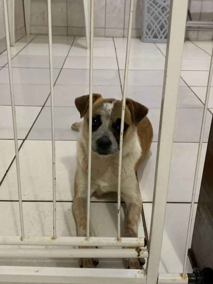 Cachorro ra a SRD-ViraLata idade 7 a 11 meses nome Batata