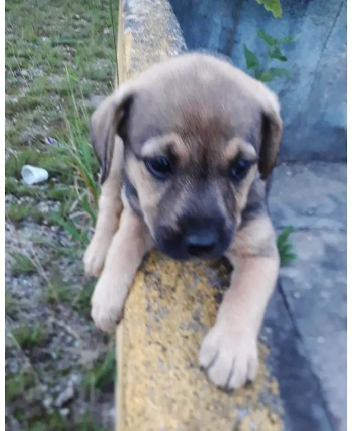 Cachorro ra a SRD-ViraLata idade 2 a 6 meses nome BROWN