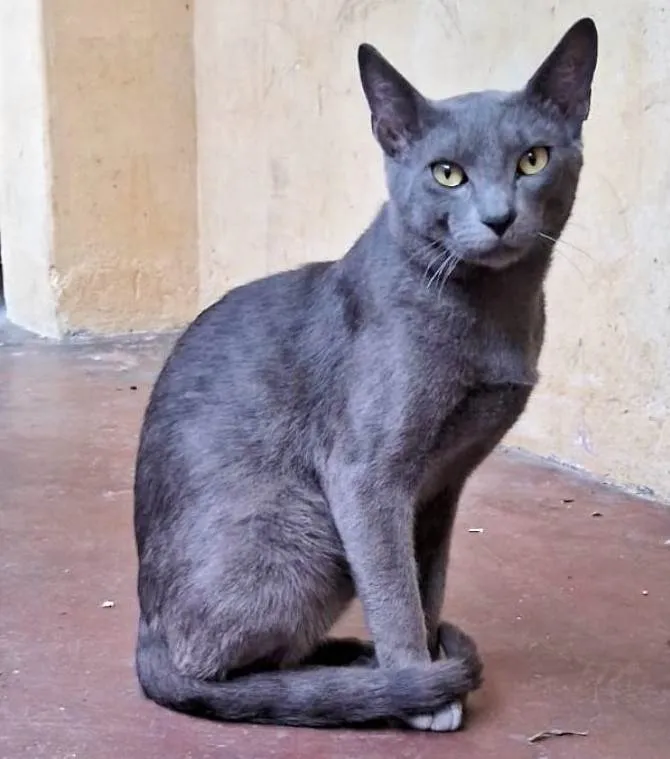 Gato ra a SRD-ViraLata idade 7 a 11 meses nome PANTERA MACHO