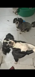 Bellinha e Bob