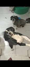 Bellinha e Bob