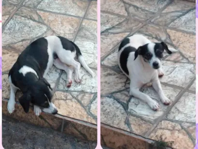 Cachorro raça SRD-ViraLata idade 1 ano nome Kira e Kiara