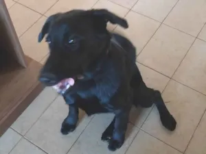 Cachorro raça SRD-ViraLata idade 1 ano nome Rex