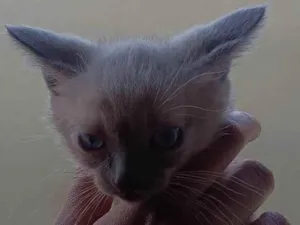 Gato raça SRD-ViraLata idade Abaixo de 2 meses nome Não tem nomes ainda. 