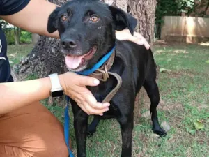 Cachorro raça SRD-ViraLata idade 3 anos nome Ipanema 