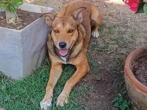 Cachorro raça SRD-ViraLata idade 4 anos nome Marley 