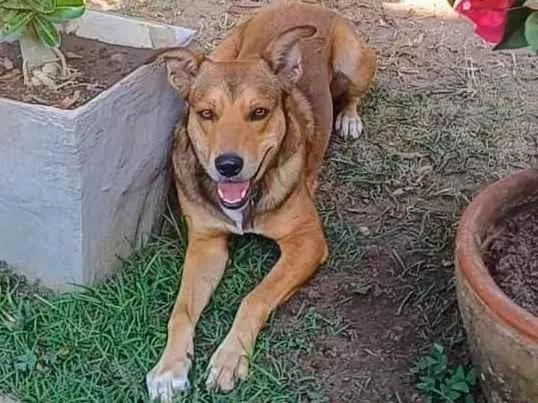 Cachorro ra a SRD-ViraLata idade 4 anos nome Marley 